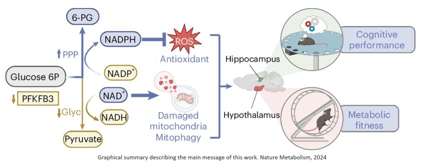 Weak neuronal glycolysis sustains cognition and organismal fitness