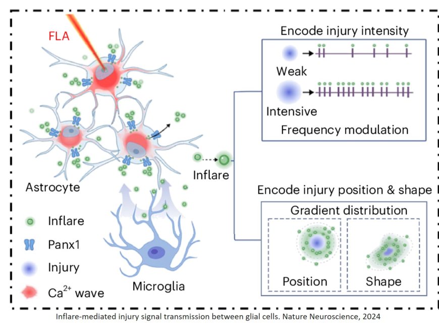 Spatiotemporally selective astrocytic ATP dynamics encode injury information sensed by microglia following brain injury in mice