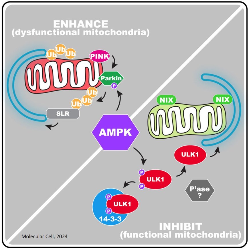 Opposing roles for AMPK in regulating distinct mitophagy pathways