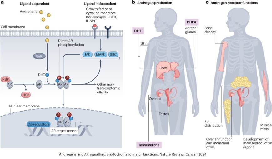 Androgen receptor signalling in non-prostatic malignancies: challenges and opportunities