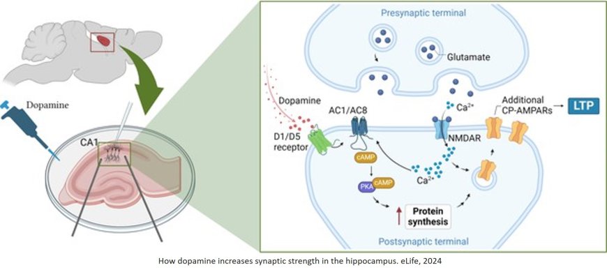 How neurotransmitter dopamine form long-term memories!