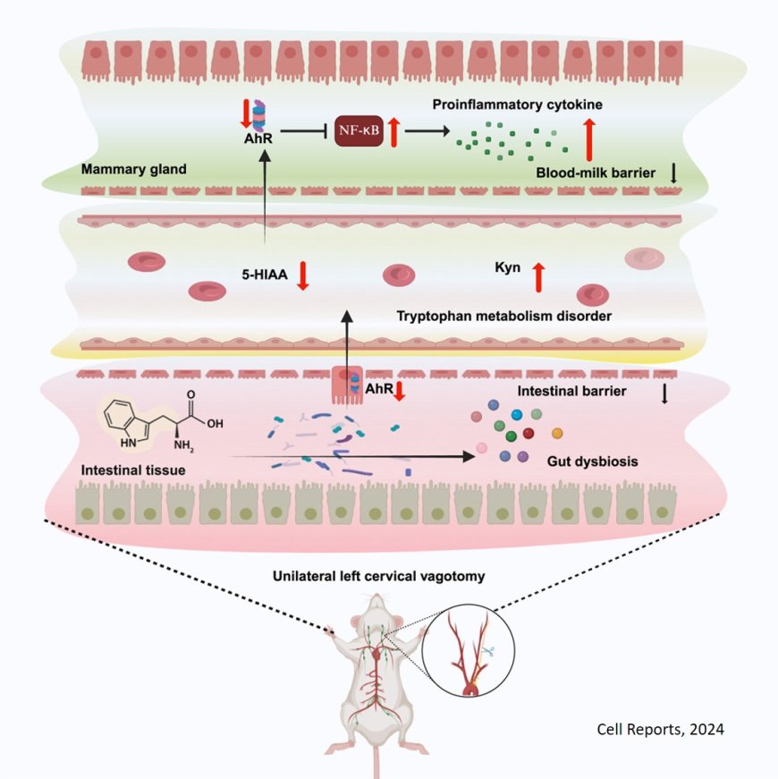 Role of gut microbiota in vagotomy induced mastitis in mice