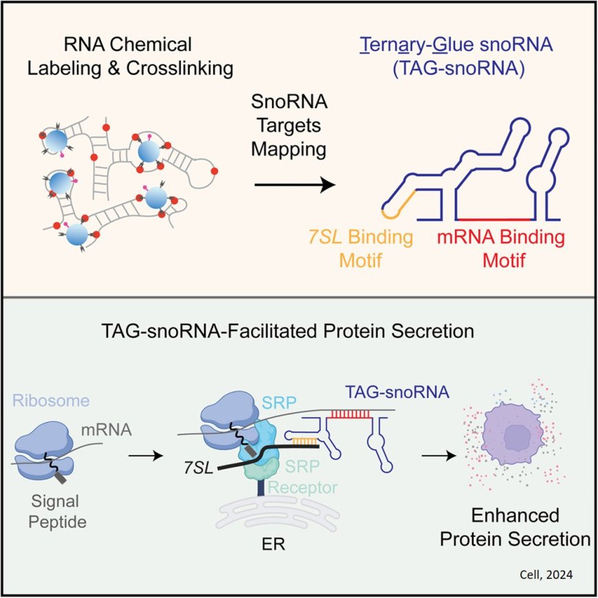 snoRNA-facilitated protein secretion revealed by transcriptome-wide snoRNA target identification