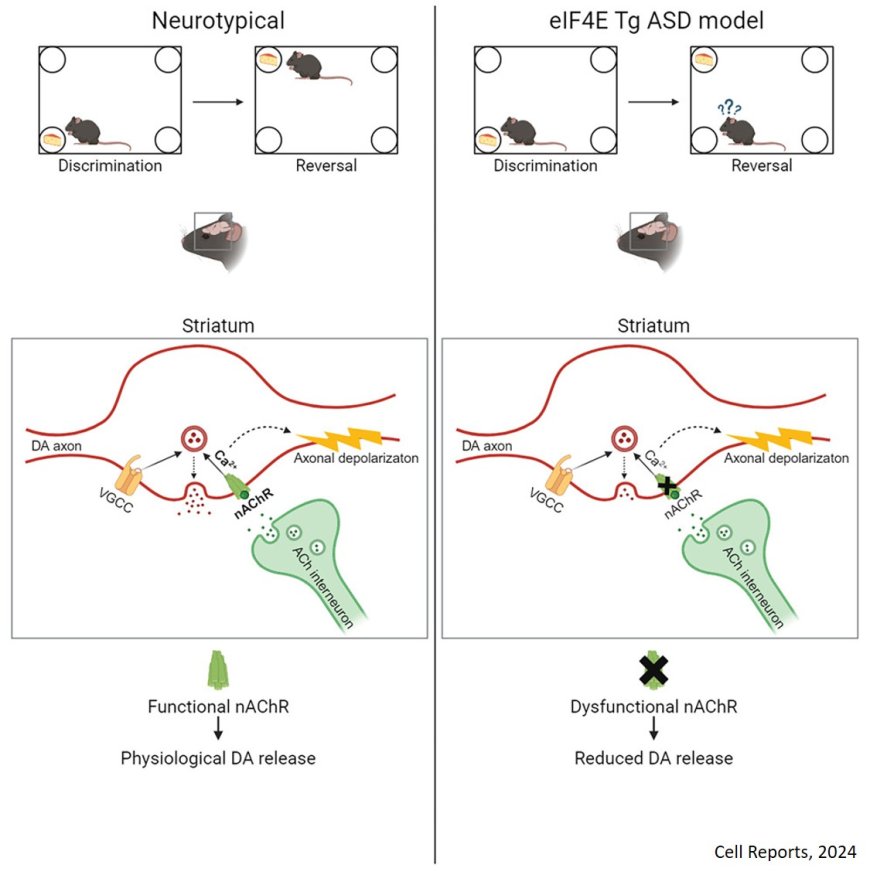 Acetylcholine - dopamine interaction dysregulated in mouse model of autism spectrum disorders