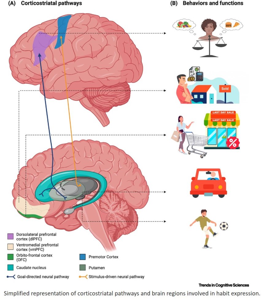 Leveraging cognitive neuroscience for making and breaking real-world habits