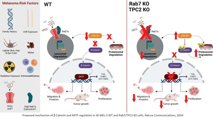 Key mechanism in development of skin cancer identified!