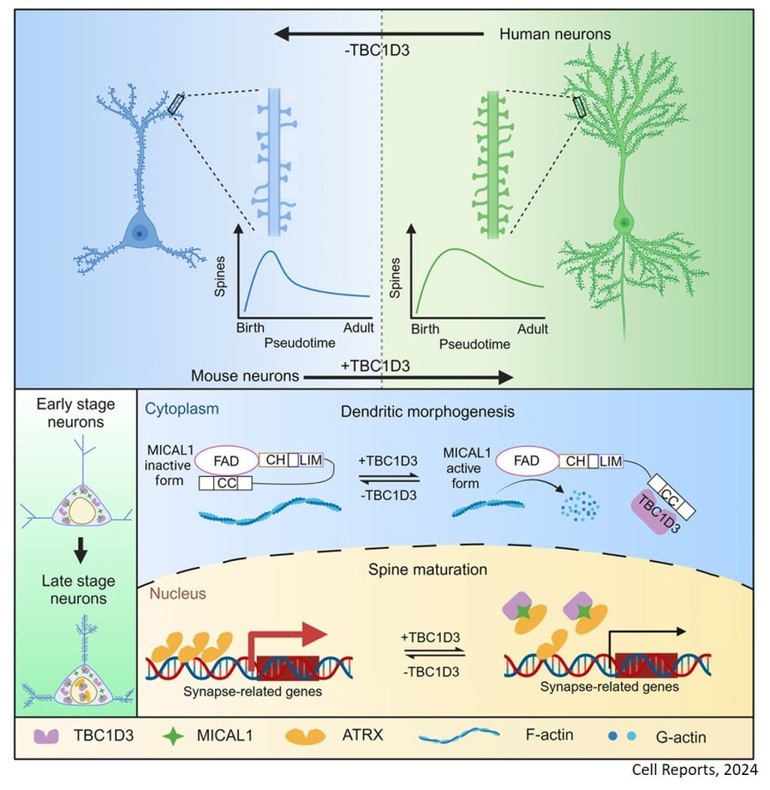 A hominoid-specific signaling axis regulating the tempo of synaptic maturation