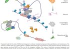 Role of Integrator in early neural fate commitment