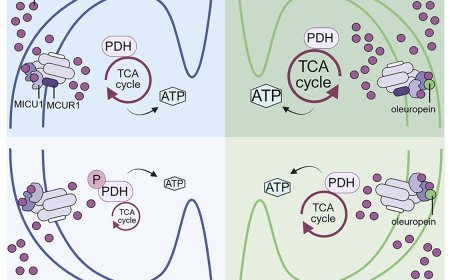 Restoring mitochondrial calcium uptake declines during aging