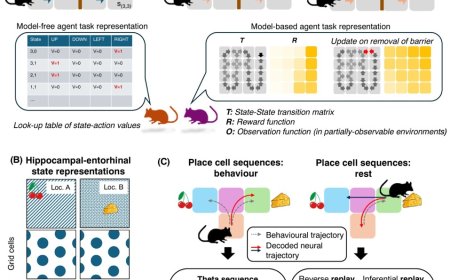 Cognitive maps and schizophrenia