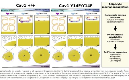 Mechanism of adipocyte mechanoadaptation