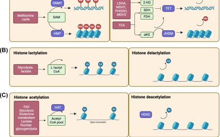 Mechanisms governing lineage plasticity and metabolic reprogramming in cancer