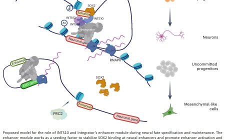 Role of Integrator in early neural fate commitment