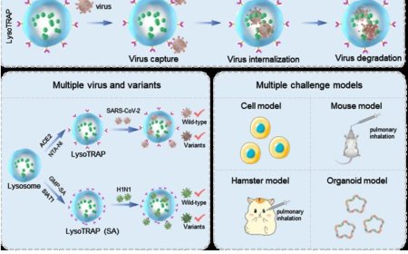 Lysosomal “TRAP” for clearance of viruses and variants developed!