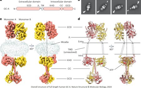Transmembrane receptor guanylyl cyclase structure and function in heart disease