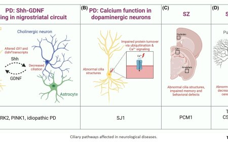 Roles for primary cilia in synapses and neurological disorders