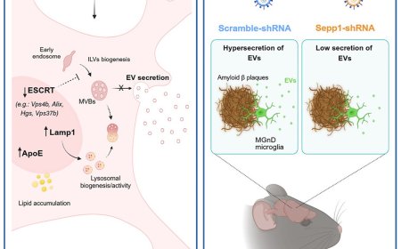 Regulating extracellular vesicle biogenesis and secretion from activated microglia