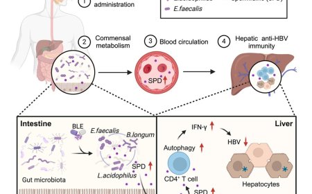 How probiotics inhibits hepatitis B virus