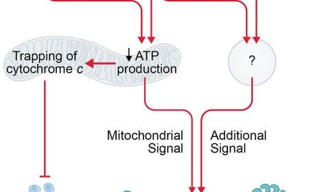 How mitochondria control cellular inflammation?