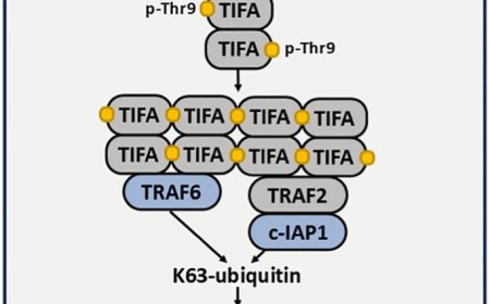 Protein kinase allosteric site mutations!