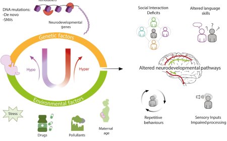 Epigenetic dysregulation in autism spectrum disorders