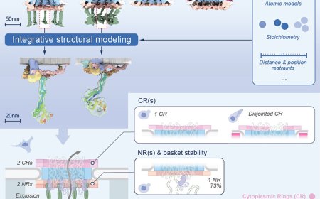 The molecular architecture of the nuclear basket