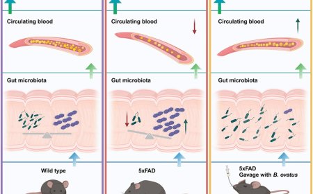 How good bacteria may protect against Alzheimer’s disease