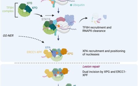 Transcription-coupled repair of DNA–protein crosslinks
