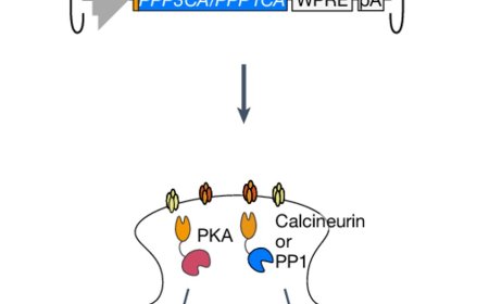 Phosphorylation and dephosphorylation enzyme groups regulate sleep and wakefulness