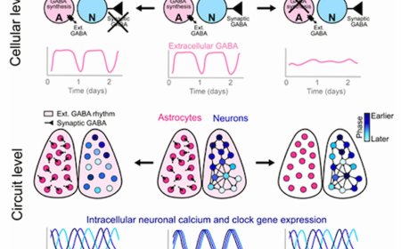 Astrocytic GABA production in circadian rhythm