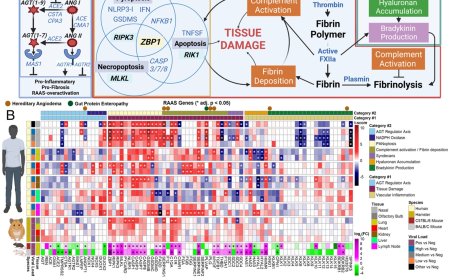 Biological mechanisms underlying severe COVID-19