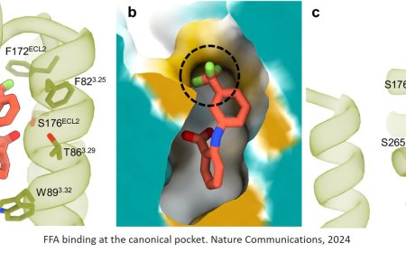 Hidden pocket in human bitter taste receptor discovered