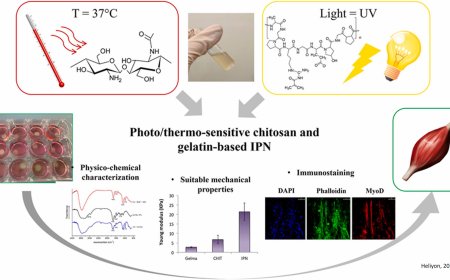 Synthetic 3D extracellular matrix for muscle tissue