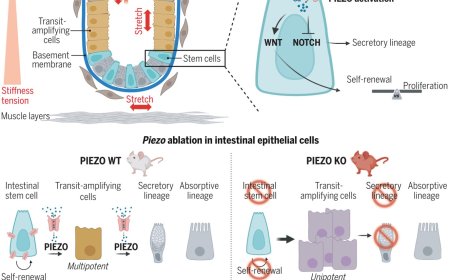 Relationship between stem cells and mechanical signals unveiled!