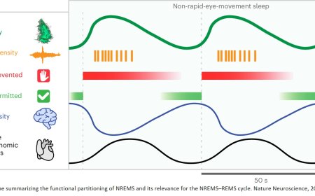 A new clock to structure sleep