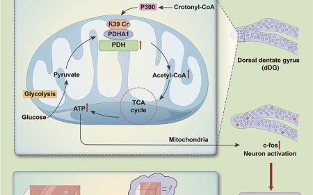 Pyruvate dehydrogenase and cocaine-associated memory