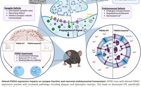 Altered expression of Presenilin2 impacts endolysosomal homeostasis and synapse function in Alzheimer’s disease-relevant brain circuits