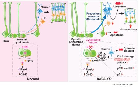 Maintaining neural stem and progenitor cell pools in the developing cortex