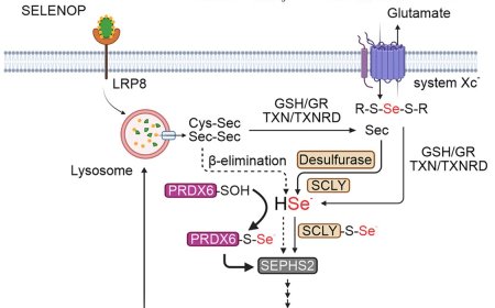 PRDX6 contributes to selenocysteine metabolism and ferroptosis resistance