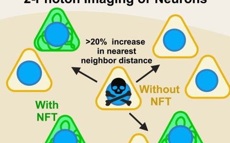 Neurofibrillary tangle-bearing neurons have reduced risk of cell death in mice with Alzheimer’s pathology