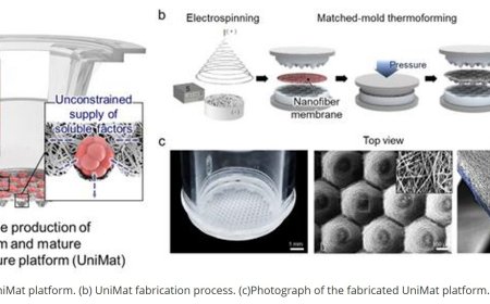 Scalable production of high-quality organoids