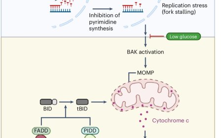 How cancer cells fend off starvation and death from chemotherapy