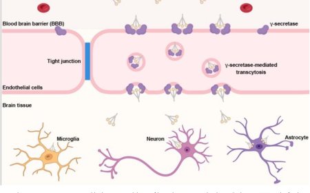 Penetrating blood–brain barrier to facilitate biomacromolecule transport