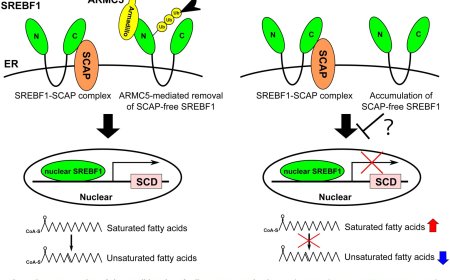 Key factor for balancing saturated and unsaturated fatty acids in the body