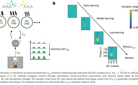 Just thinking about a location activates mental maps in the brain