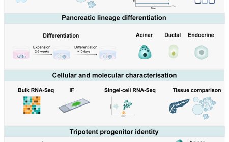 A new organoid with all key pancreas cells