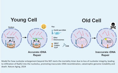 Genomic instability in older and enlarged nucleoli
