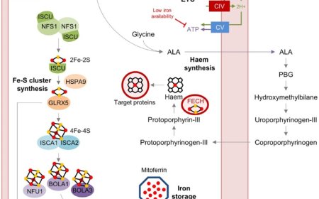 Why cells need iron?