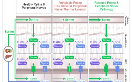 Serine and glycine physiology reversibly modulate retinal and peripheral nerve function