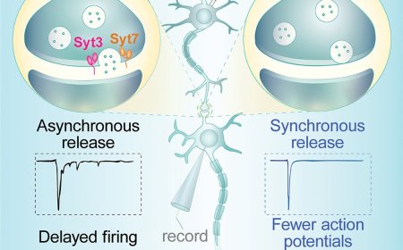 Mechanism of asynchronous neurotransmitter release from synapses